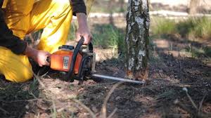 Tree Removal and Landscaping Services